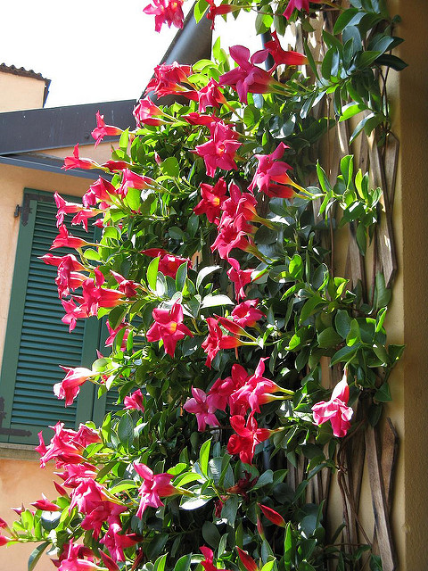 red-dipladenia-flowers-scaling-a-wall.jpg