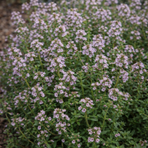 Kerti kakukkfű cs12