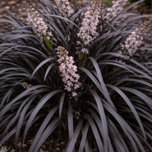 Fekete kígyószakáll cs9x9