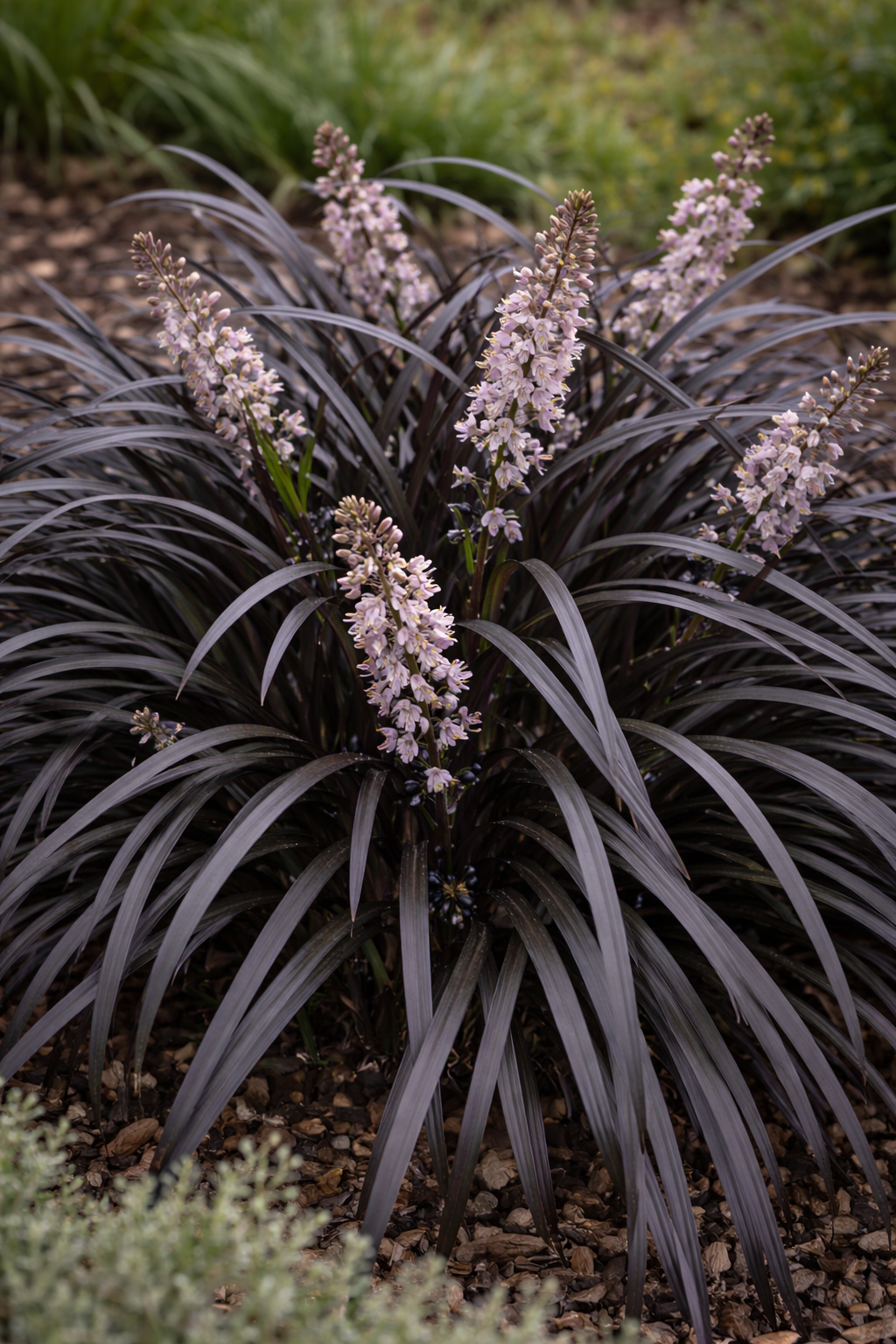 Fekete kígyószakáll K2