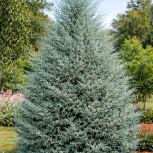 Arizóniai ciprus K2