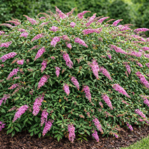 Nyári orgona ‘Pink Delight’ K2