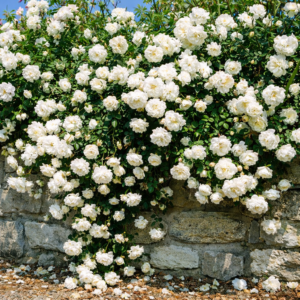 Talajtakaró rózsa ‘Sea Foam’ K2