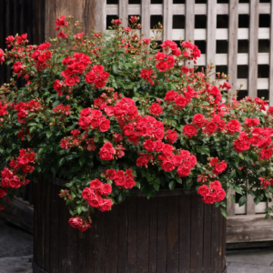 Talajtakaró rózsa ‘Fairy Red’ K2