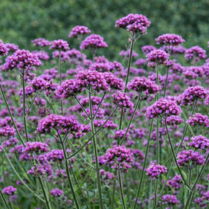 Ernyős verbéna cs9x9