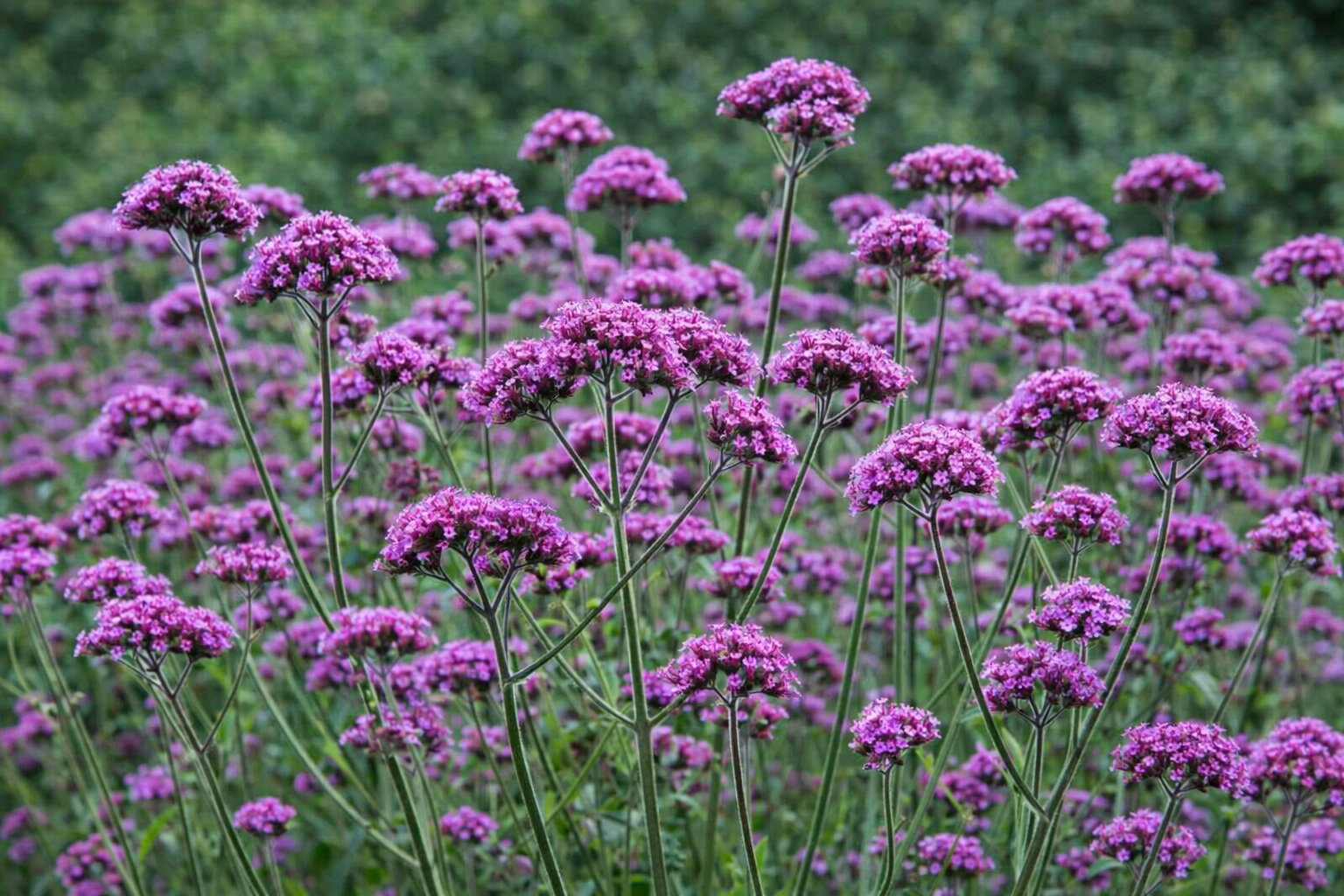 Ernyős verbéna cs9x9