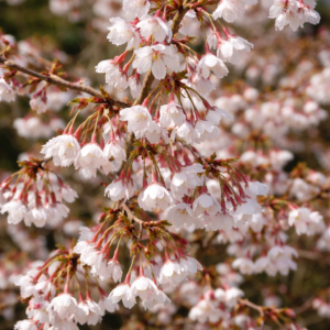 Fuji díszcseresznye ‘Kojo-no-mai’ K1,5