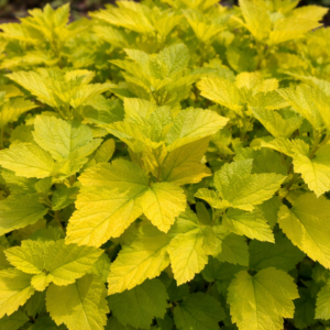 Hólyagvessző ‘Dart’s Gold’ K2