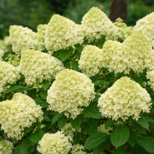 Hortenzia, bugás ‘Limelight’ K2