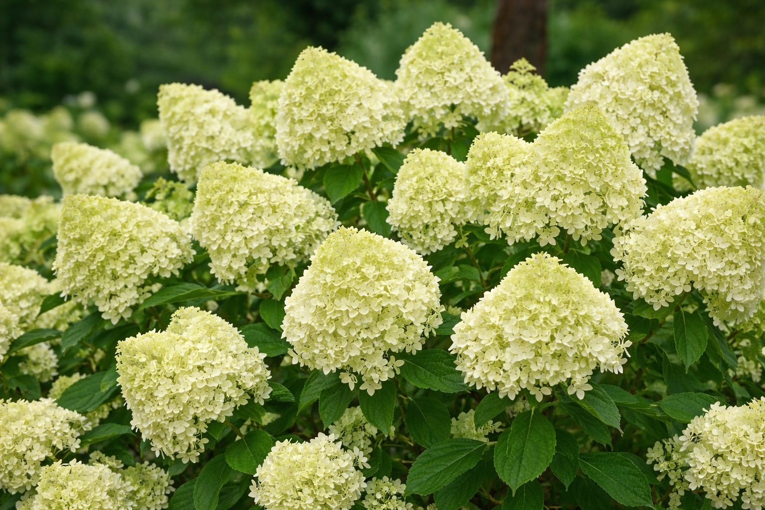 Hortenzia, bugás 'Limelight' K2