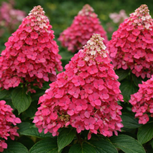 Hortenzia, bugás ‘Pink Diamond’ K2