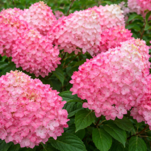 Hortenzia, bugás ‘Pink Lady’ K2