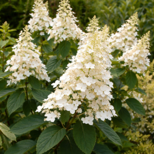 Hortenzia, bugás ‘Unique’ K2