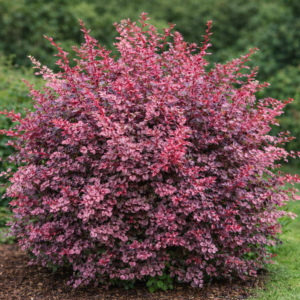 Borbolya ‘Rose Glow’