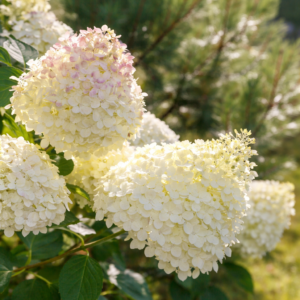 Hortenzia, bugás ‘Silver Dollar’ K2